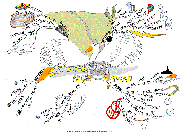 Lessons From a Swan