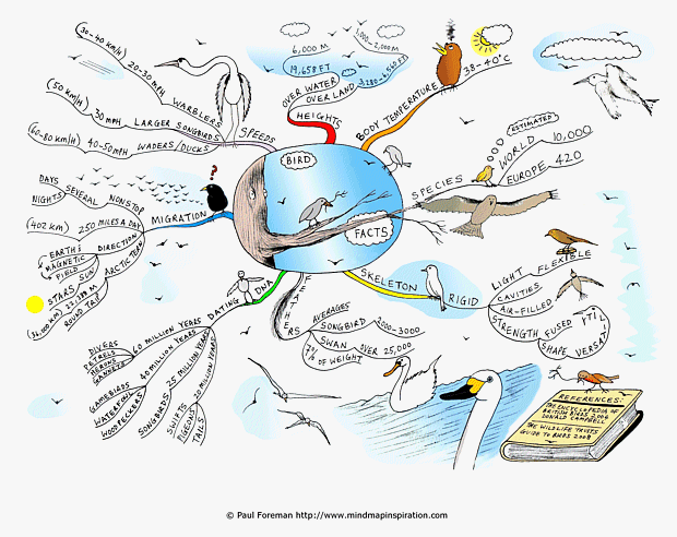 Bird Facts Mind Map