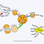 How to Peel An Orange Mind Map