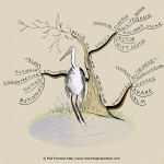 The Poise of the Heron